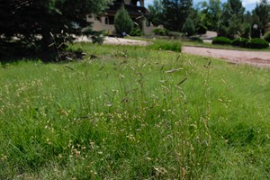 Native Grass Solution